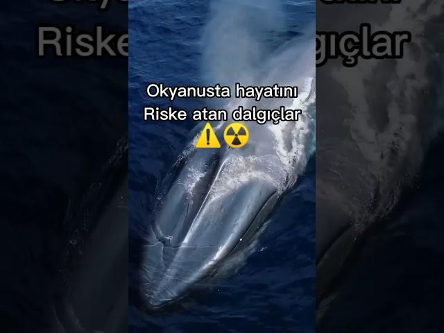 Türkiye'nin tek deniz memeliler bilgi ve içerik kanalına şimdi abone ol@dailywhaledose