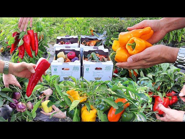 Harvest at the Sweet Pepper Garden Paradise!