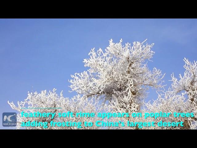 Soft rime appears in Xinjiang desert