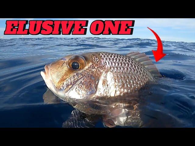 SPEARFISHING PHILIPPINES || BANTON ROMBLON || MEL SPEARFISHING TV!