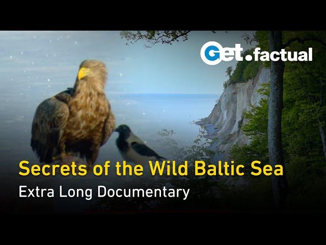 Wildlife and Nature of the Baltic Sea | Extra Long Documentary