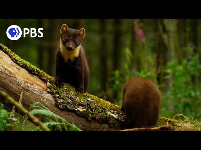 Growing Up as an Irish Pine Marten