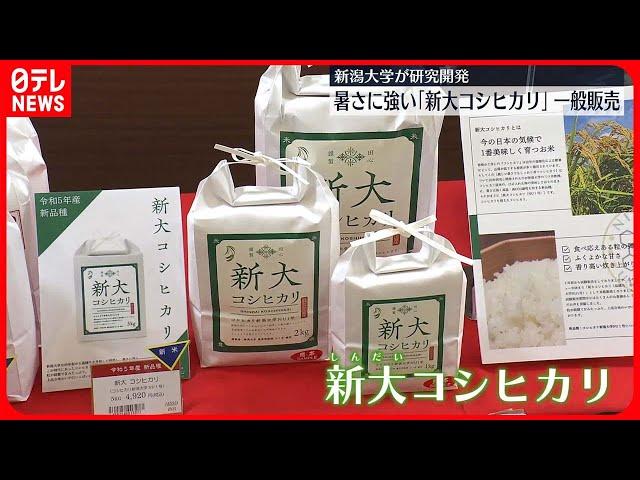 【一般販売始まる】暑さに強い「新大コシヒカリ」　新潟市