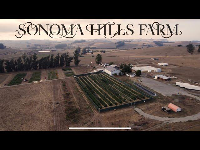 Sciencing in Sonoma - Farm #4, NorCal Zone - Triploid Cannabis, Most Potent New Strains for 2024.