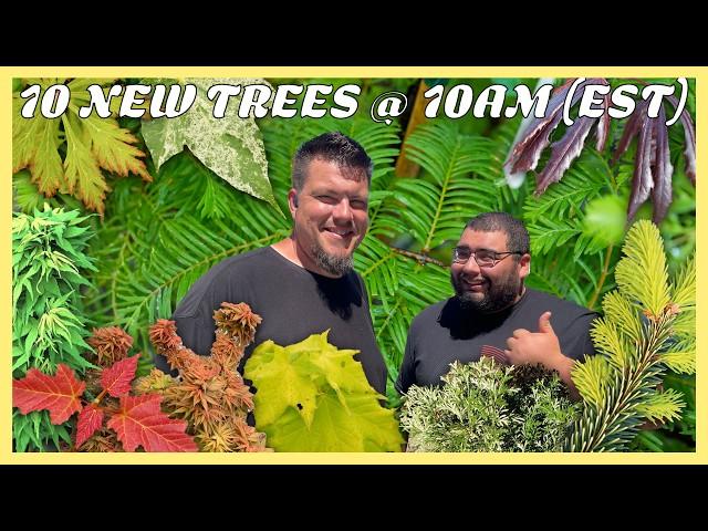 Magically Magnificent  10 Trees @ 10AM | Rare Japanese Maples & Conifers | Mr Maple Show