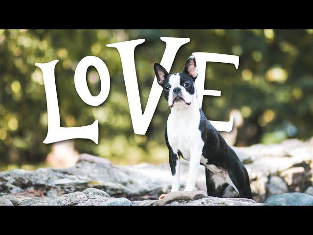 10 Things Boston Terriers ABSOLUTELY LOVE!!!