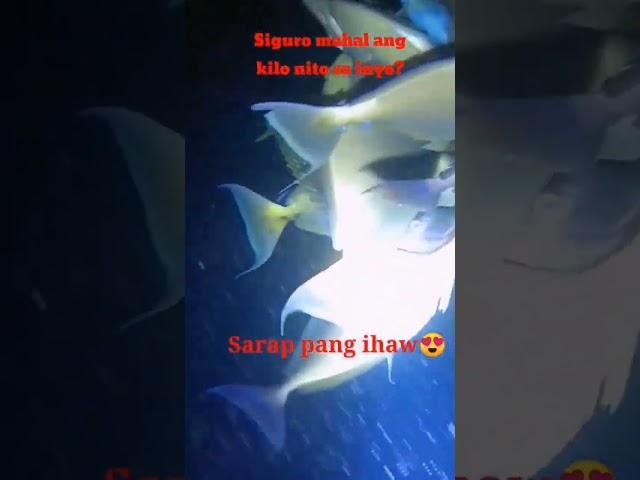 dami huli pero 130  Lang ang kilo NG isdang ito
