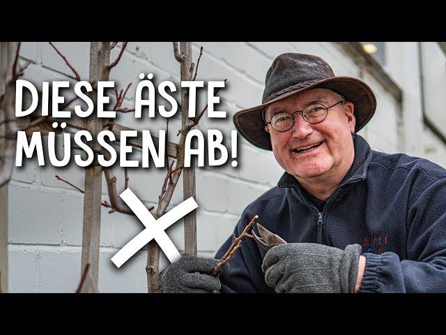 Prune espalier fruit correctly! ️ - Prune short shoots for a bountiful harvest