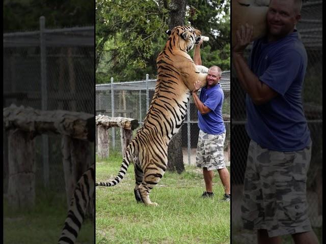 Siberian Tigers are Huge