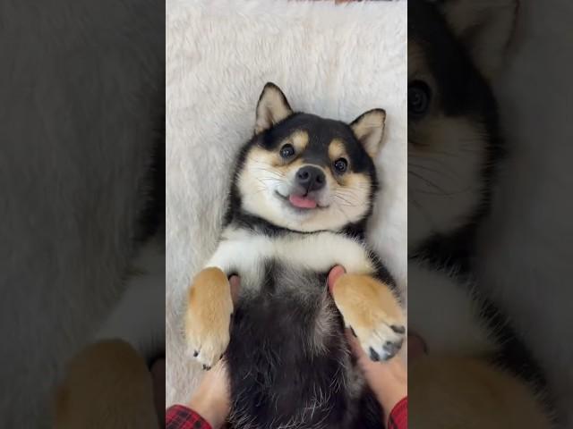 Signs your dog sees you as his doggy parent. #dogs #dogshorts #doglovers #funnydogs