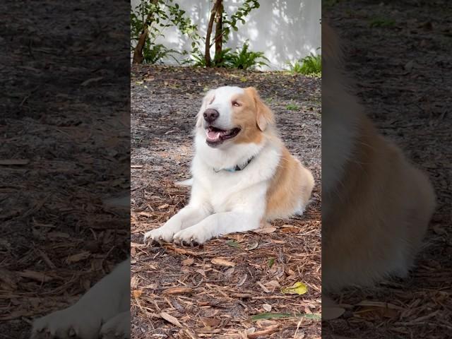 Aston’s favorite time of day is any time he plays “fetch” with his brother Dax. #DeafBlindDog