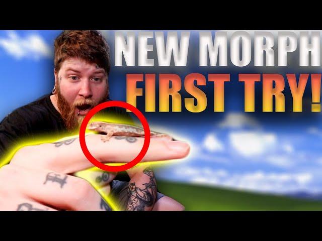 We Hatched This Crested Gecko Morph Combo On Our First Try!!!