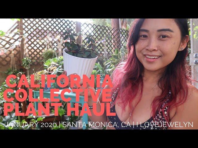 California Collective Plant Haul | Jan 2020 | ILOVEJEWELYN