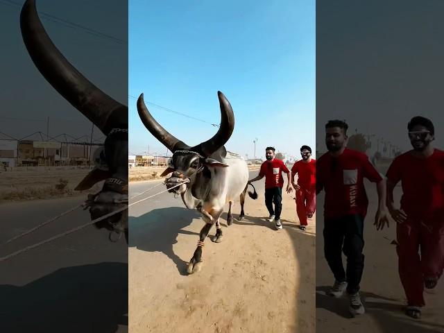 LO AGAI QURBANICHAND BAIL #trending #viral #funny #shorts #mishkatkhan  #foryou #comedy