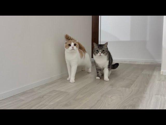 飼い主の入院中、甘えんぼな猫たちが家中探し回って大変なことに…