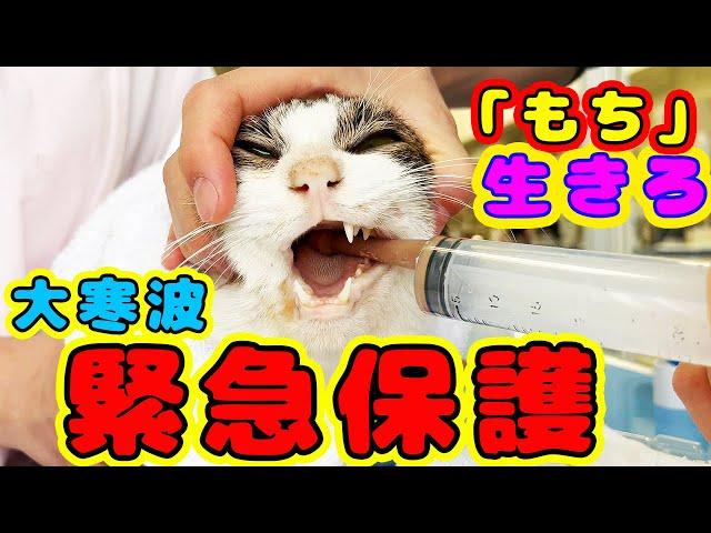 Urgent rescue of dying stray cats in Japan