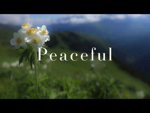 Relaxing Guitar Playlist | Work Study Read Focus | Wildflowers