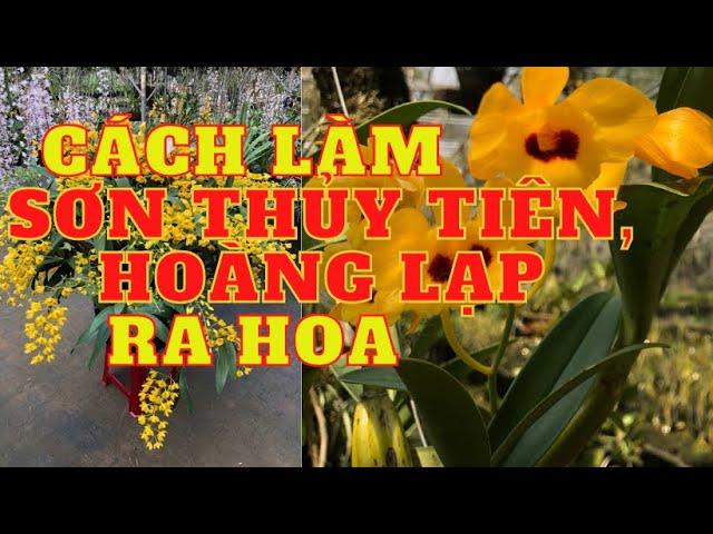Cách trồng chăm sóc lan sơn thủy tiên (hoàng lạp) ra hoa