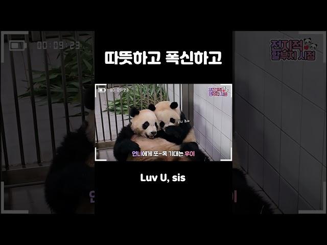 루이바오와 후이바오의 달곰한 시간