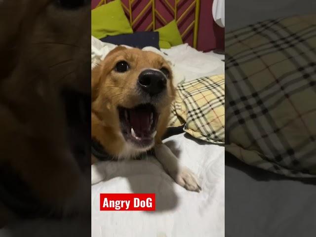 Angry Dog or Playing Dog?