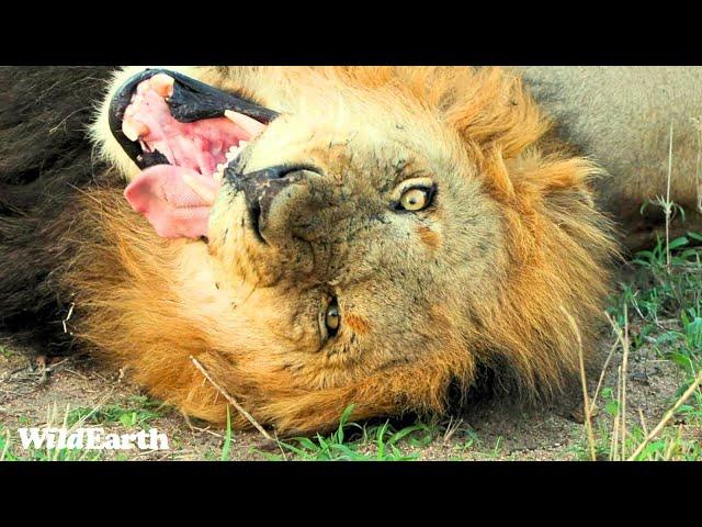 Leopards & Lions on a Fun Feline Friday  - SafariLIVE Sunset - 01 November 2024