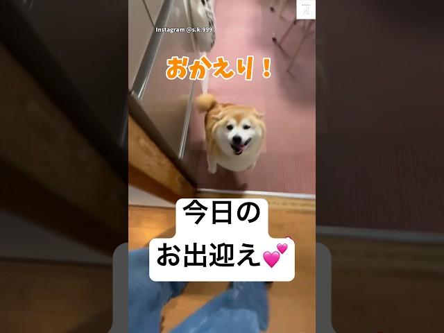満面の笑み柴犬のお出迎え可愛すぎる　#柴犬　#犬　#柴犬のいる暮らし #おもしろ #かわいい犬