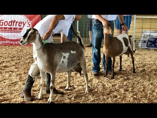 Checking in from a Goat Show