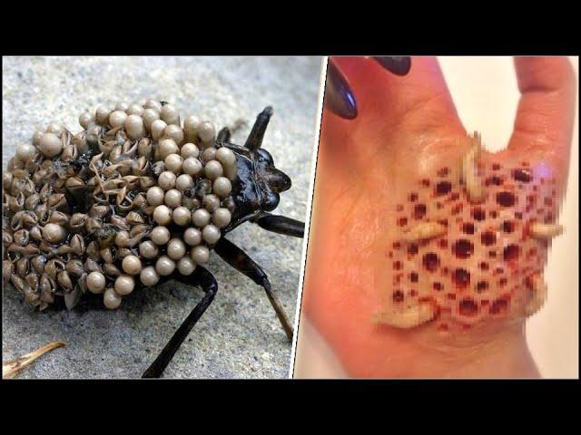 20 Insectos Más Aterradores Y Peligrosos Del Mundo