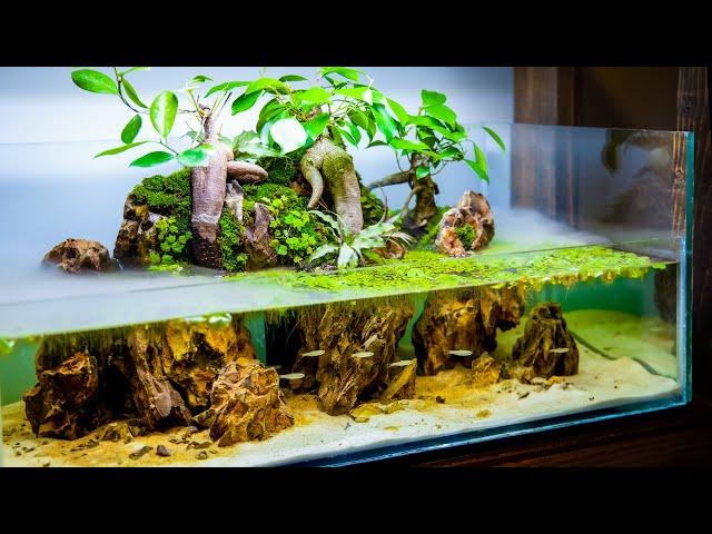 Nano Ginseng Bonsai Tree Island Paludarium