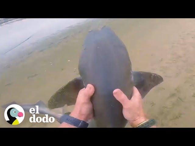 Hombre rescata a 3 tiburones con sus manos | El Dodo