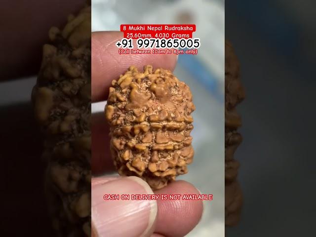 8 Mukhi Nepal Rudraksha 25.60mm, 4.030 Grams #8mukhirudraksha #rudraksha #rudraksh #rudraksham #reel