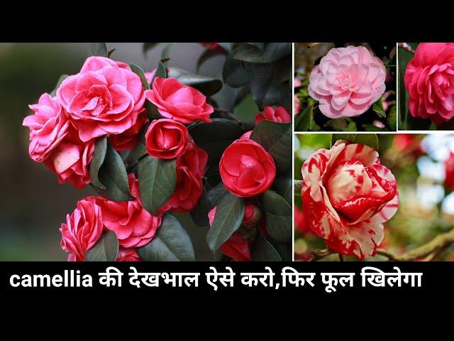 camellia की देखभाल ऐसे करो फिर देखो । camellia care in pots