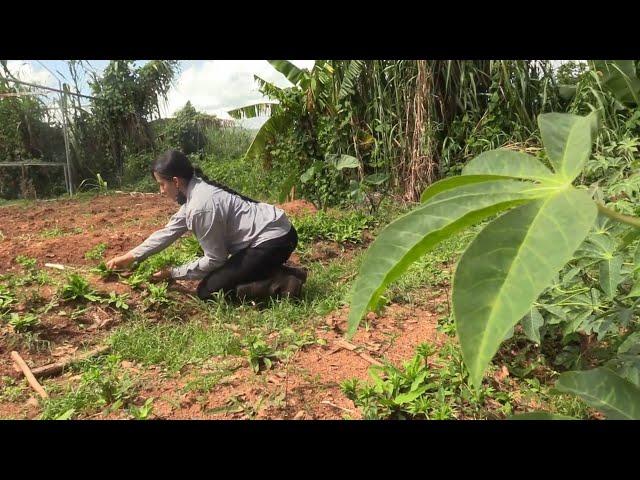 Filme reivindica la agricultura de Puerto Rico