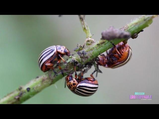 Have Invasive Plants? Get Some Bugs! | Mission Unstoppable
