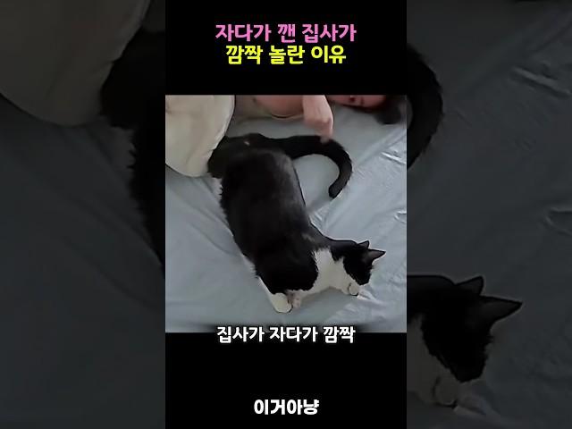 자다가 깬 집사가 깜짝 놀란 이유