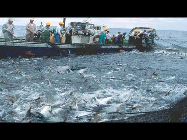 How does Japan's Super Modern Fishing Fleet harvest hundreds of tons of fish - Net fishing at sea