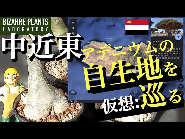 【アデニウム】中近東植物の自生地を（仮想）巡る！パキポディウム　竜血樹　ナツメヤシ