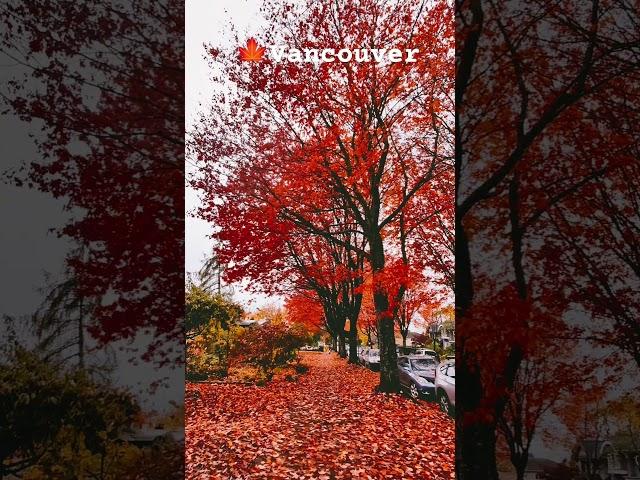 The most beautiful maple leaf Street in Vancouver #canada #vanlife#fall #video #shorts#autumn