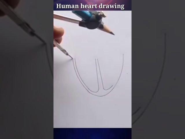 human heart drawing in easy way