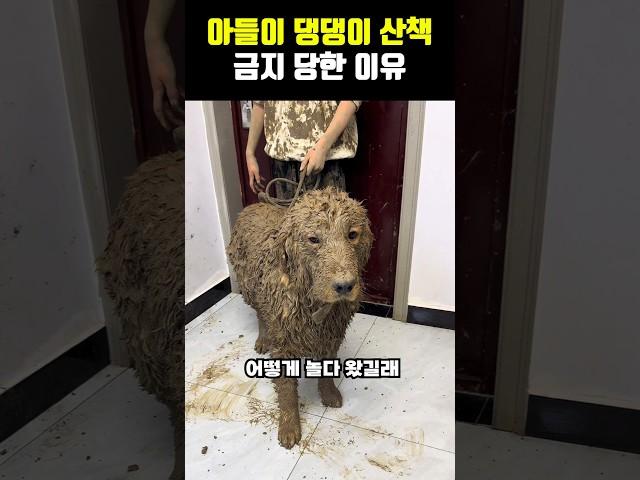 아들이 댕댕이 산책 금지 당한 이유....