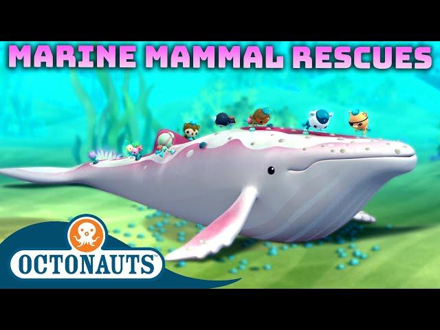 ​@Octonauts - Marine Mammal Rescues ️ | 60 Mins+ Compilation | Underwater Sea Education