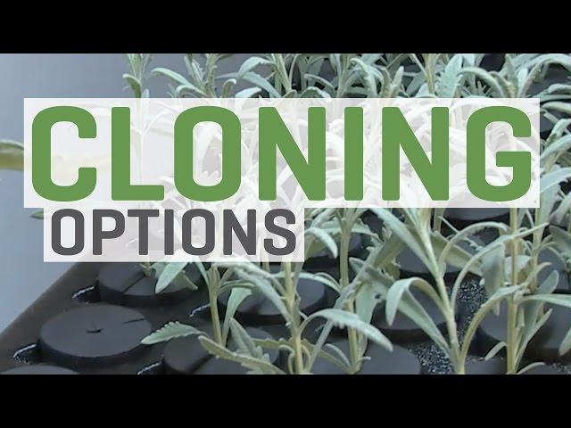 Cloning Plants—You Have Options!