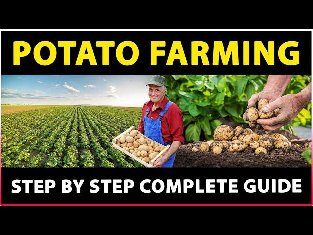 Potato Farming: Planting, Care, Harvesting | How to grow potatoes at Home | Potato Cultivation