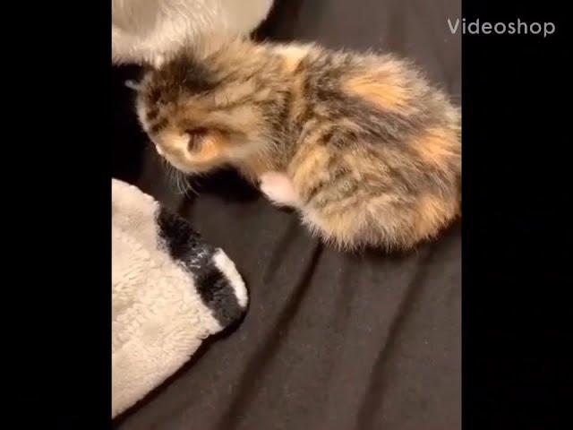 Overly Dramatic kitten