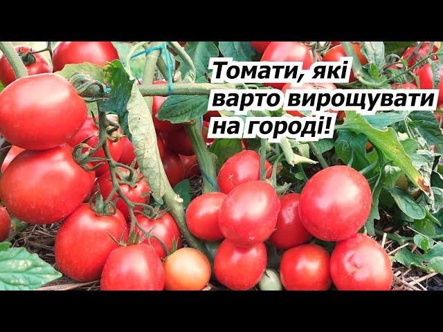 I can recommend these four low-growing tomatoes for growing to everyone!