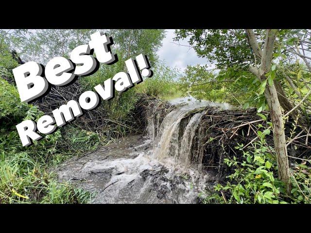 The Art of Dam Removal!