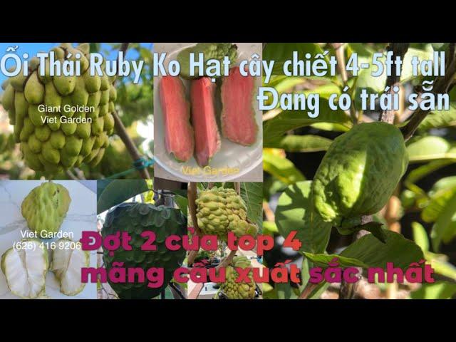 Vlog#77: Ổi Thái Ruby 4-5ft đang có trái- MC Milky cây lớn- MC Giant Golden trái khổng lồ.