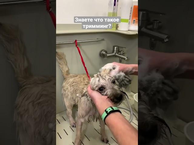Это выщипывание шерсти для жесткошерстных пород #триммингсобак #стрижкасобак #groomingsalon #dog