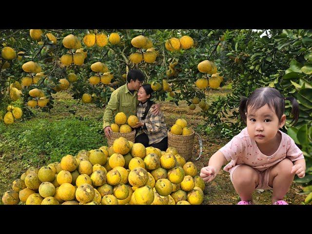 Together with my husband, I picked sweet grapefruit to sell, cook and build a new life