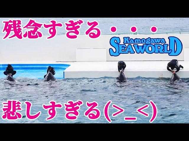 ラビーの赤ちゃんが・・・(T_T) 鴨川シーワールド シャチショー KamogawaSeaWorld  orca killerwhale